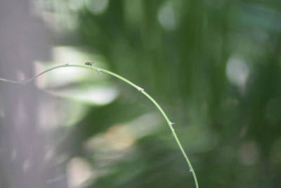 Close-up of water drops on plant