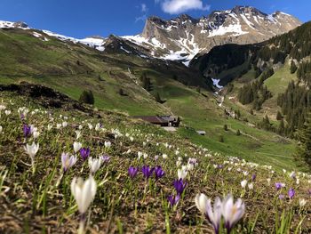 Scenic view of flowering plants and mountains against sky