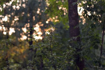 Close-up of plant growing in forest