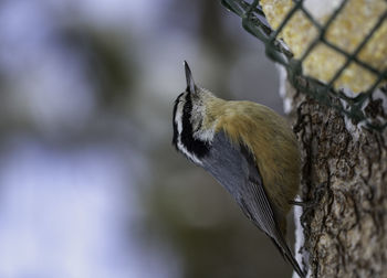 Close-up of bird perching on branch