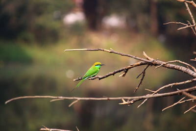 Bird perching on a branch