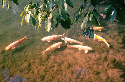 High angle view of koi carps swimming in water