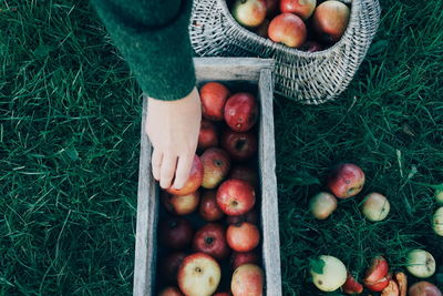 Cropped hands of woman placing apples in container on grassy field