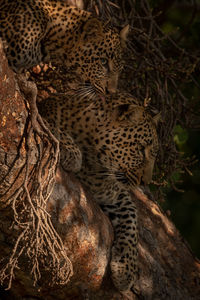 Leopard lies with cub in shady tree