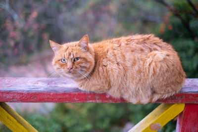 Close-up of cat