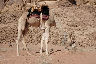 View of a camel on the land