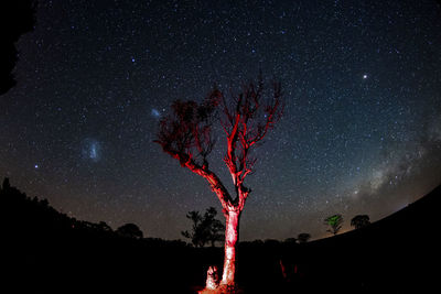 Red light on bare tree against star field