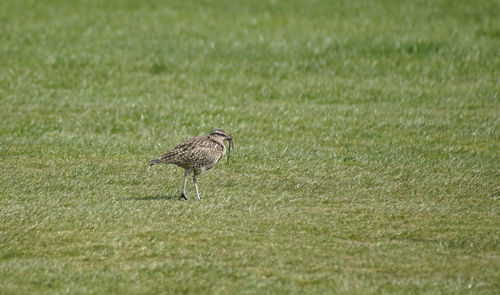 Bird perching on a field