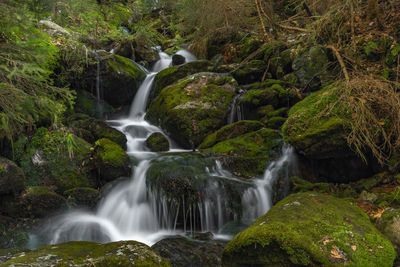 Scenic view of waterfall in forest