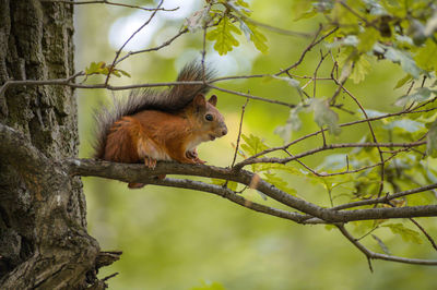 Squirrel on tree