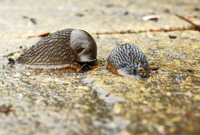 Close-up of slugs