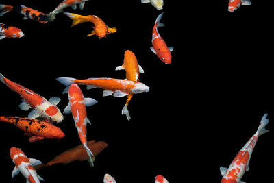 Close-up of koi carps swimming in sea