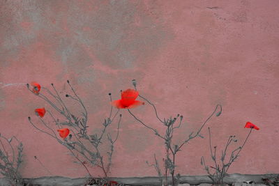 Close-up of red poppy against wall