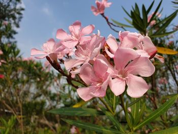 Close-up of pink cherry blossoms in spring