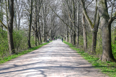 Footpath amidst trees in forest