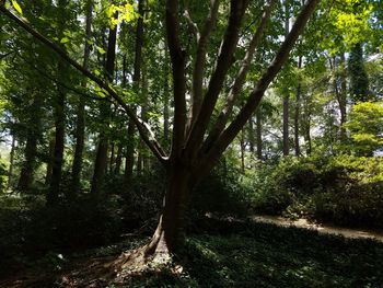 Trees in forest