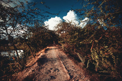 Footpath amidst trees in forest