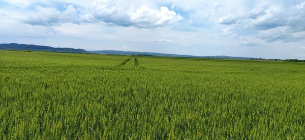 Scenic view of agricultural field against sky