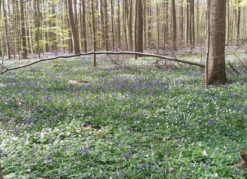 Scenic view of flowering tree in forest