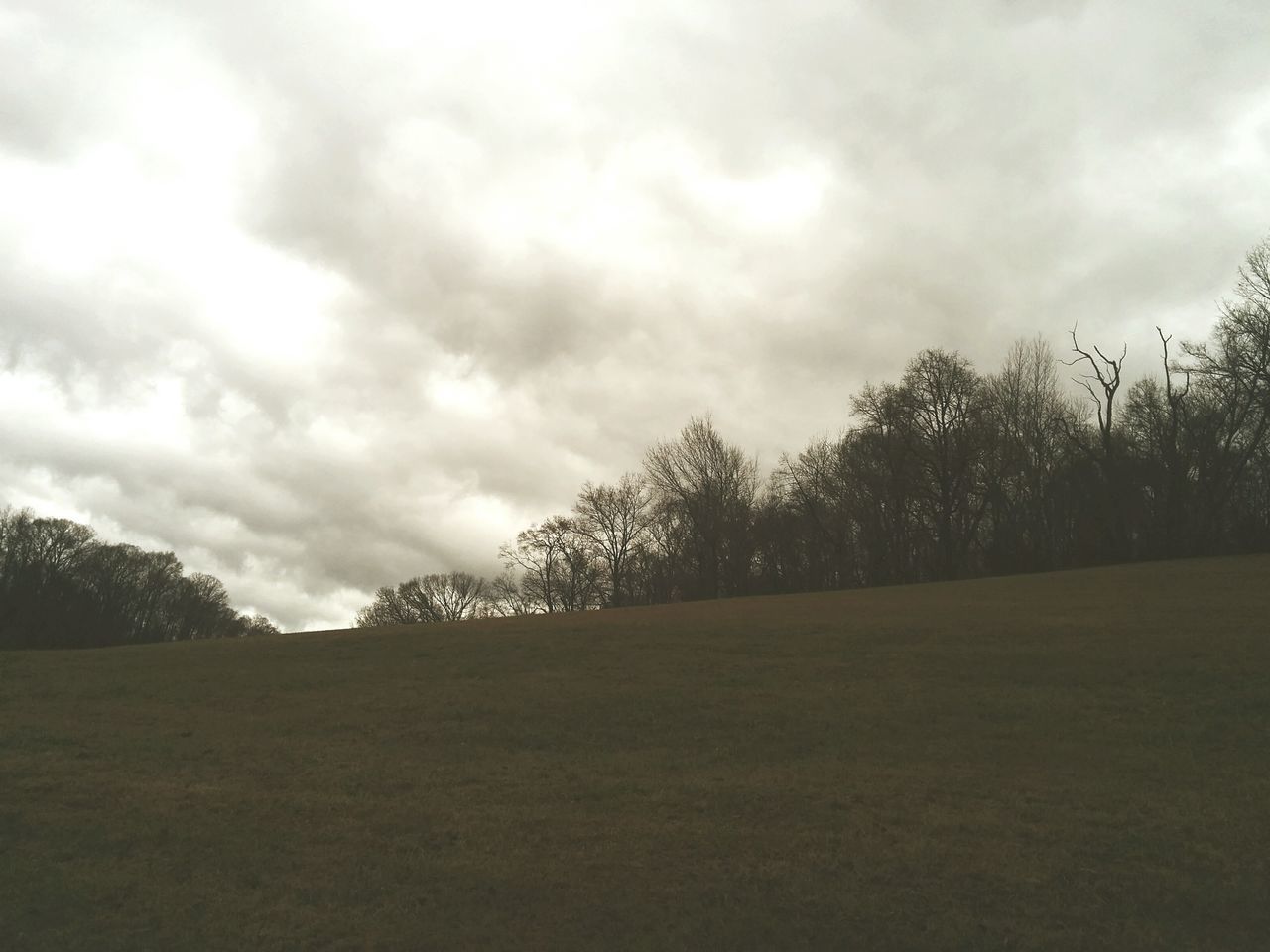 tree, sky, tranquility, tranquil scene, field, landscape, cloud - sky, scenics, grass, beauty in nature, nature, growth, cloudy, cloud, grassy, rural scene, non-urban scene, outdoors, no people, idyllic