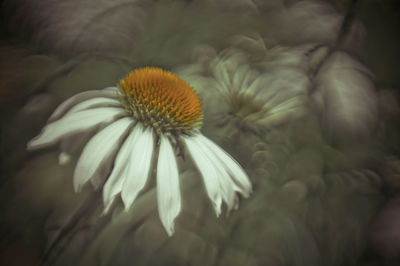 Close-up of white flower