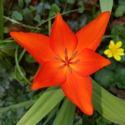 Close-up of orange flower