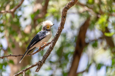 Low angle view of bird perching on branch