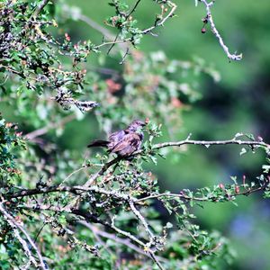 View of bird perching on branch