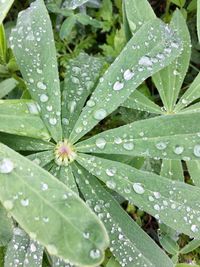 Close-up of wet leaves on rainy day