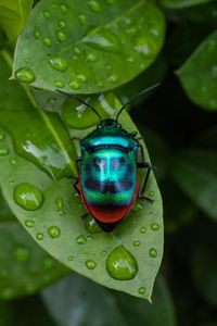 Close-up of insect on leaf
