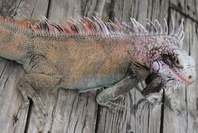 Close-up of a lizard