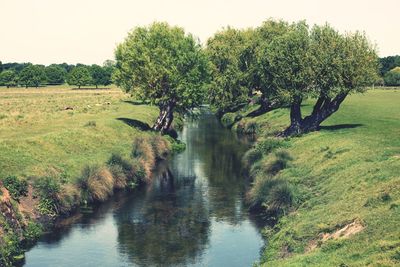 Scenic view of river amidst trees against sky