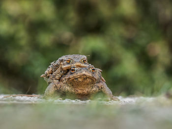 Close-up portrait of a frog