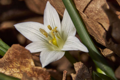 Close-up of white flower