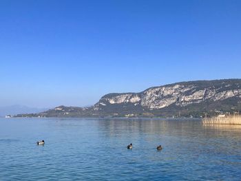 Ducks swimming in lake against clear blue sky