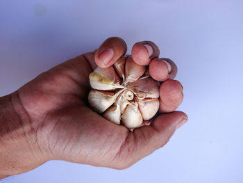 Close-up of hand holding fruits