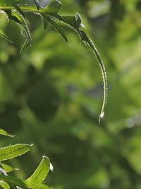 Close-up of green plant