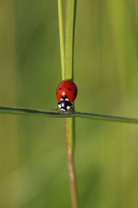 Close-up of ladybug on leaf