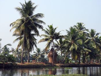 Coconut palm trees against clear sky