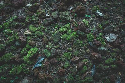 Moss growing on rocks in forest