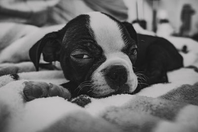 Close-up of dog resting on bed