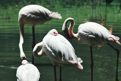 Close-up of flamingoes in lake