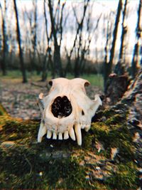 Close-up of animal skull in the forest