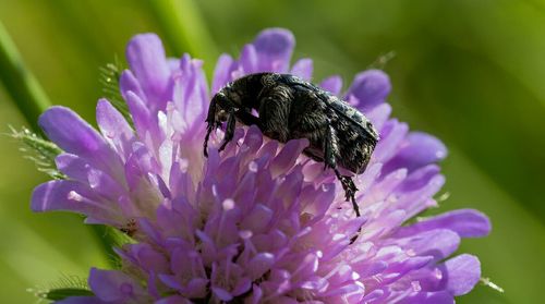 Close-up of honey bee on pink flower