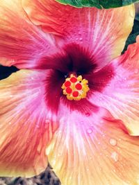 Close-up of hibiscus blooming outdoors