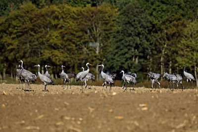 Flock of birds on field