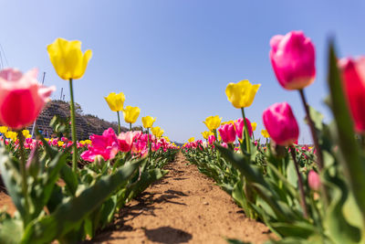 Close-up of purple flowering plants on field