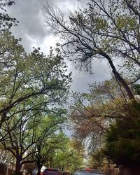 Low angle view of trees against cloudy sky