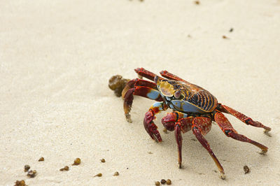 Close-up of crab on sand at beach