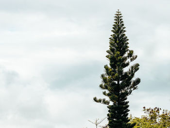 Puerto rico cañon san cristobal huge pine tree with copy space on a cloudy day from the caribbean